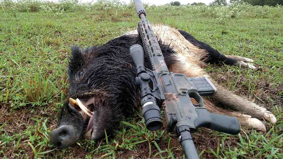 One virtue of the .300 HAM’R is moderate muzzle velocity that results in good terminal performance with a wide variety of bullets. Bill Wilson shot this boar at 75 yards with a Speer 130-grain Hot-Cor flatnose.